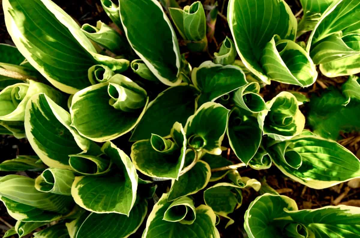 hostas are also known as plantain lilies