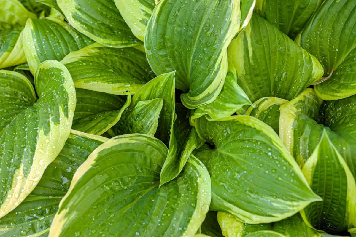 hosta is better known for its impressive foliage than for its flowers