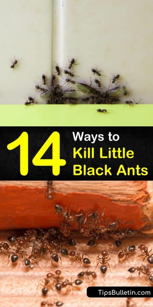 With an ant problem, you need to eliminate their food source. Once you do, seal up any entry points and bait the crevices around your baseboards, windowsills, and doorways. This ensures the workers take the ant bait back to the rest of the ant colony. #getridofblackants #ants #blackants