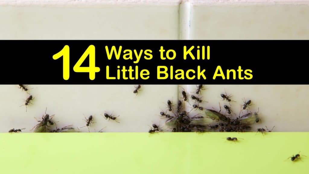 How to Get Rid of Black Ants in the House titleimg1