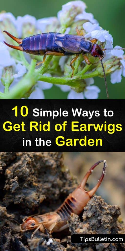 Discover how to get rid of earwigs in the garden using essential oils and more as repellents. We show you how dehumidifiers can remove earwigs, silverfish, bed bugs, termites, cockroaches, and other creepy-crawlies from your garden crevices. #earwigsgarden #garden #pestcontrol #earwigs