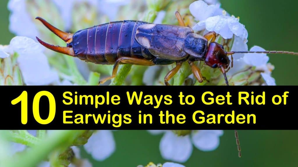 How to Get Rid of Earwigs in the Garden titleimg1