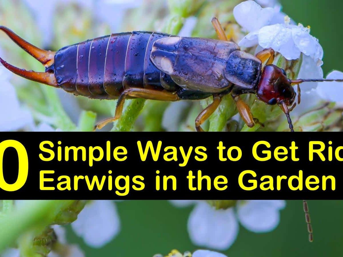 how to get rid of earwigs in the garden t1 1200x900 cropped