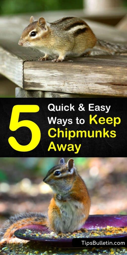5 Quick & Easy Ways to Keep Chipmunks Away