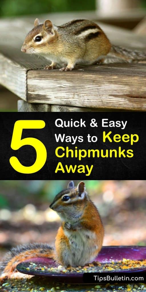 Discover how to keep chipmunks away with our informative guide. We show you how to use DIY chipmunk repellent, live traps, and more to resolve your chipmunk problem. Our article is perfect if you have an infestation and want to end the burrowing. #keepchipmunksaway #chipmunk #control