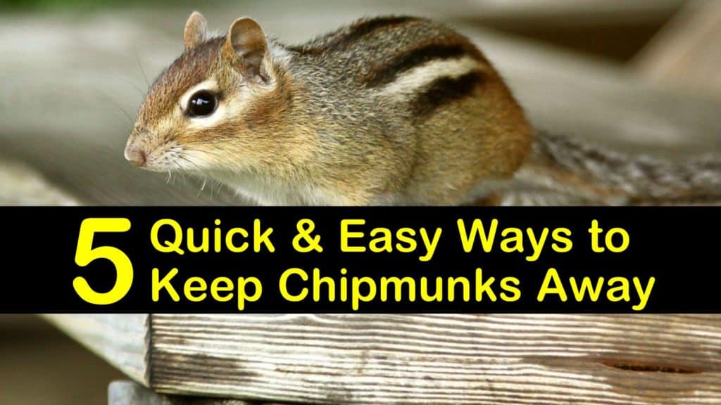 5 Quick & Easy Ways to Keep Chipmunks Away