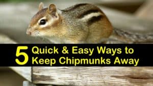 How to Keep Chipmunks Away titleimg1