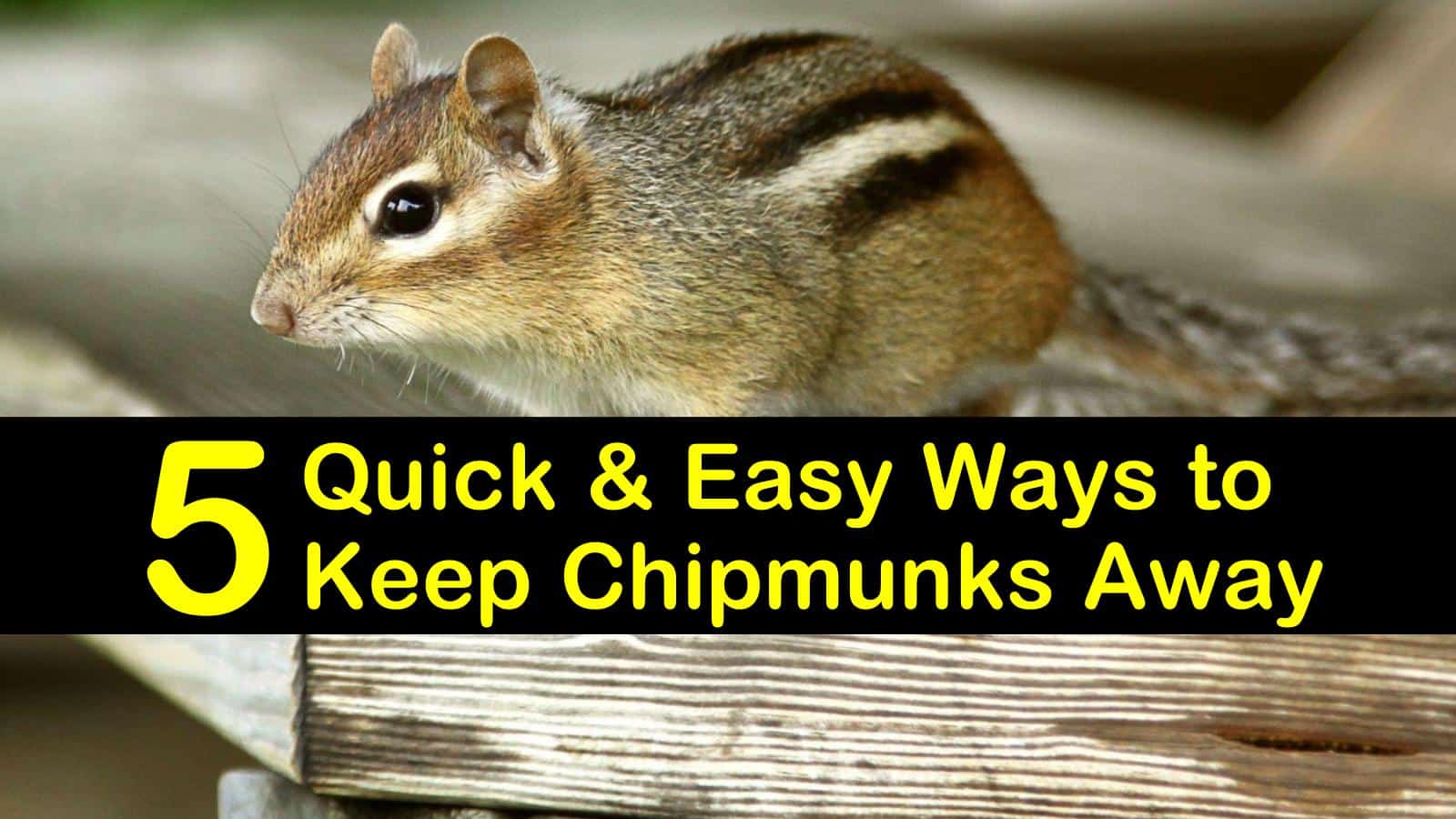 5 Quick Easy Ways To Keep Chipmunks Away