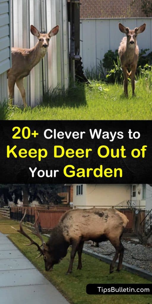 Discover the best solutions for how to keep deer out of your garden using a variety of methods. Try deer-resistant plants that turn deer away due to taste, smell, or touch. Find out how to install fishing line barriers and how sprinklers act as a deer repellent. #keep #deer #out #garden #pests