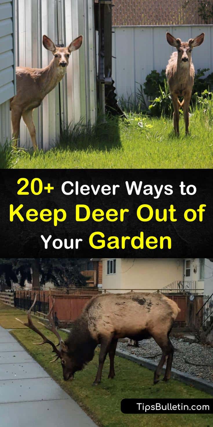 20+ Clever Ways to Keep Deer Out of Your Garden