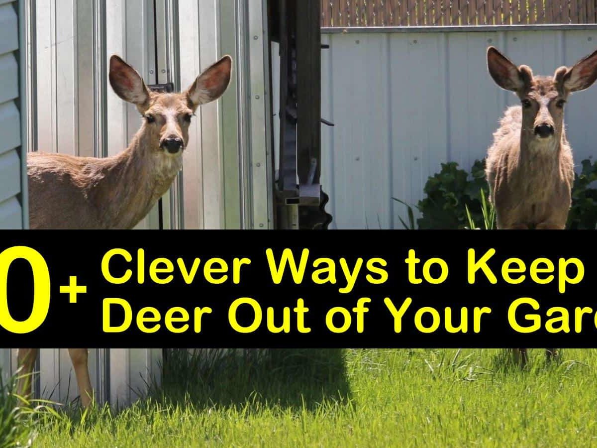 Clever Ways To Keep Deer Out Of Your Garden, How To Keep Deer Out Of Your Rose Garden