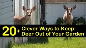 How to Keep Deer Out of Your Garden titleimg1