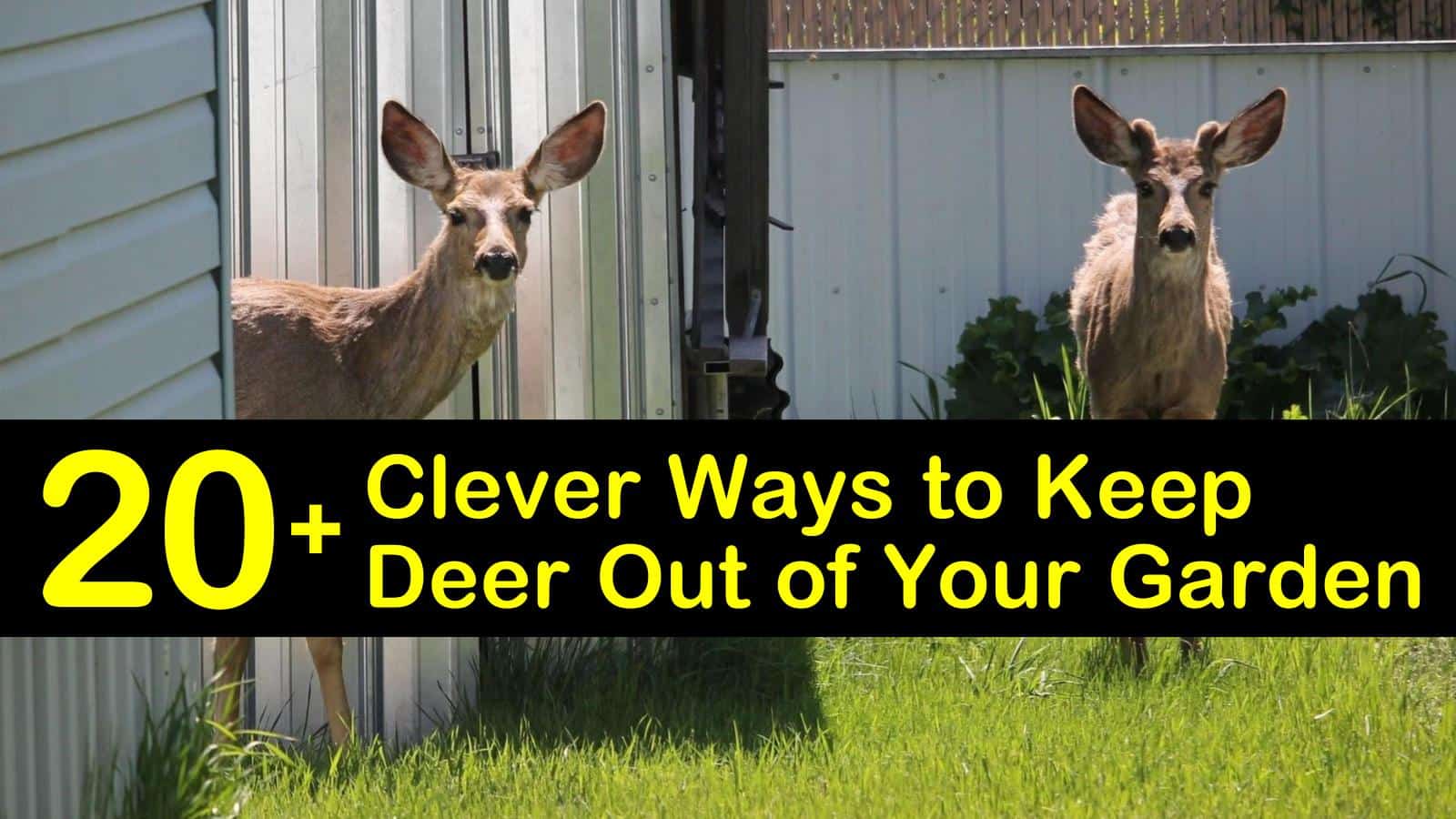 20 Clever Ways To Keep Deer Out Of Your Garden