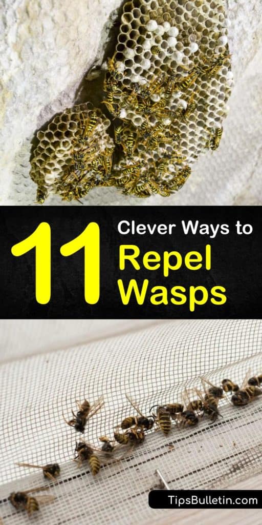 Learn how to use natural pest control methods to deter paper wasps by planting bee repellent flowers such as geranium around the yard. Create a homemade wasp deterrent solution with a spray bottle, peppermint oil, lemongrass, and other essential oils. #howtorepelwasps #wasprepellent #waspdeterrent