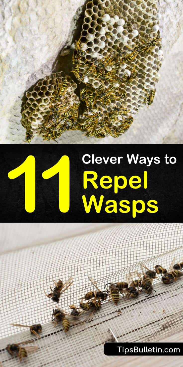 11 Clever Ways to Repel Wasps