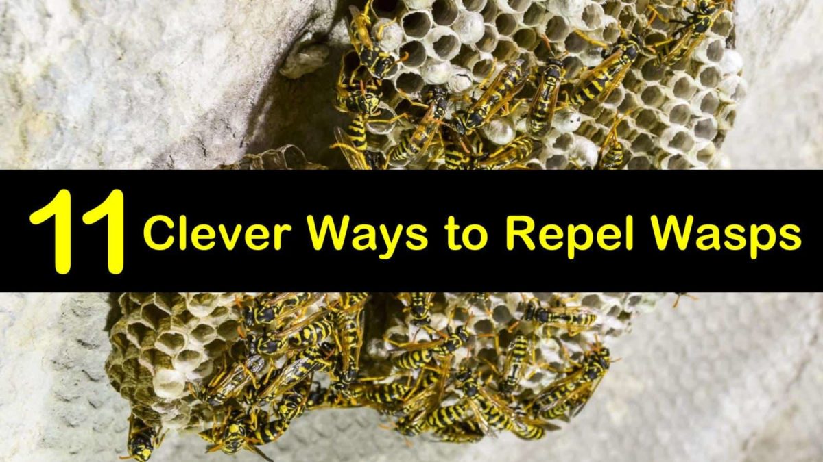 11 Clever Ways to Repel Wasps