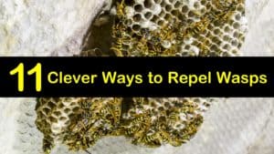 How to Repel Wasps titleimg1