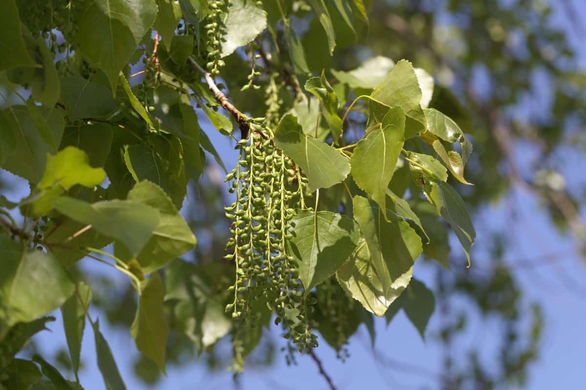 the hybrid poplar is an excellent fast growing tree for privacy