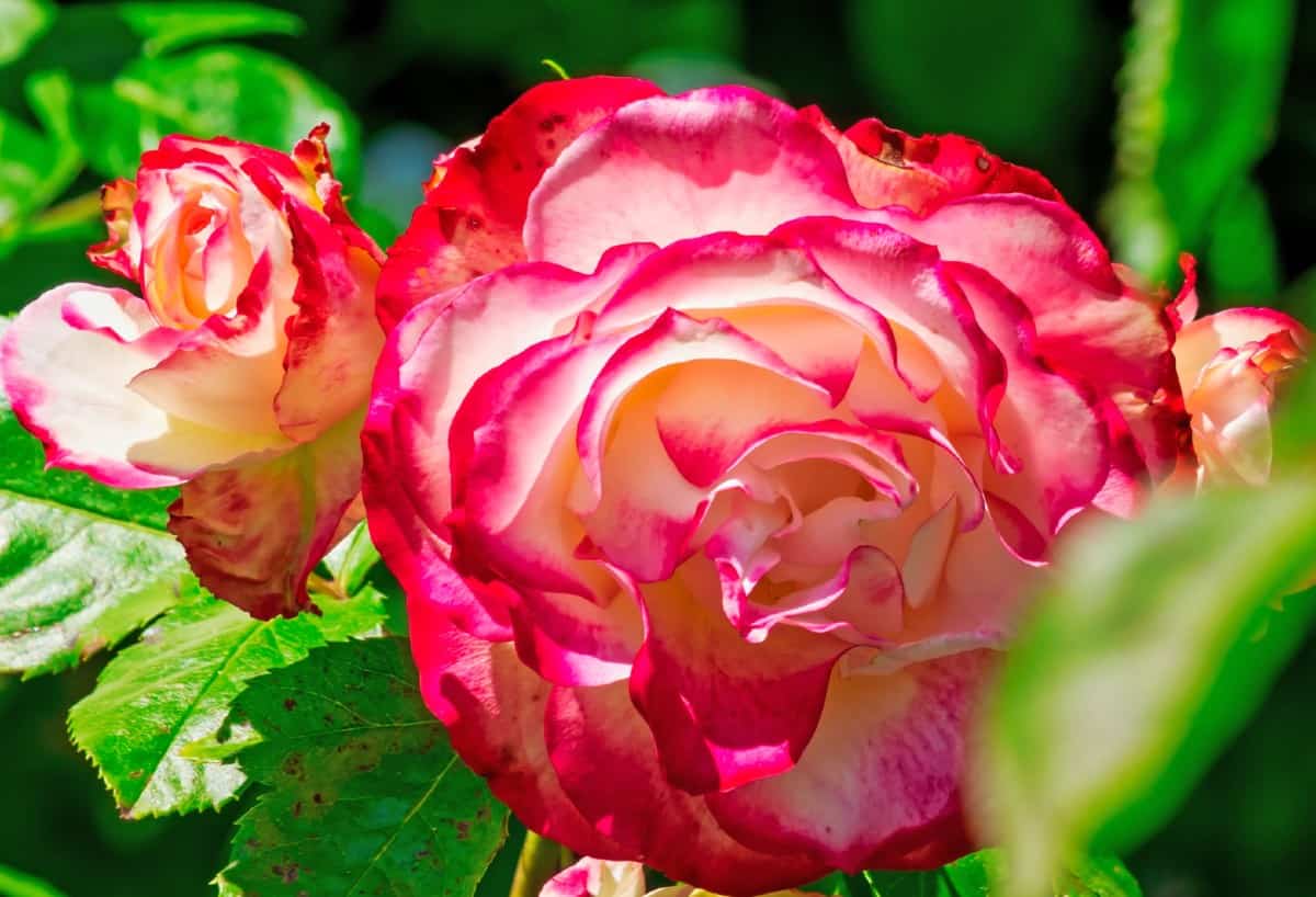 the hybrid tea rose makes an excellent low maintenance cut flower