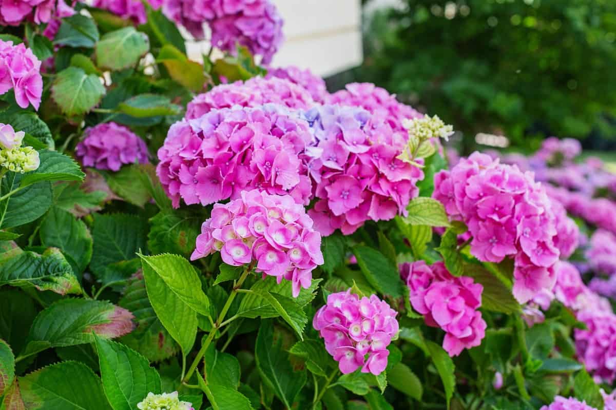 hydrangea is a long-blooming shrub