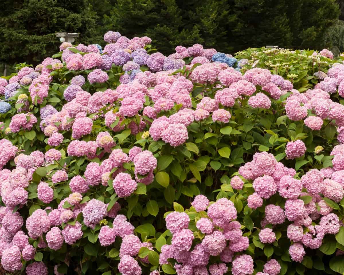 hydrangea is a stunning low-maintenance bush