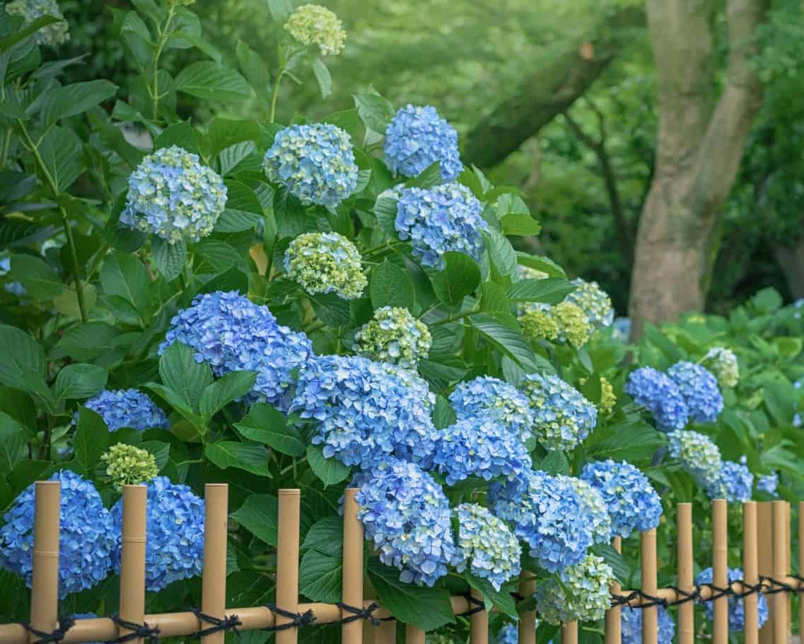 hydrangeas are evergreen shrubs that thrive in a variety of soil conditions