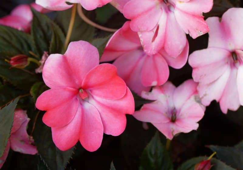 14 Spectacular Flowers for Hanging Baskets Every Home Needs