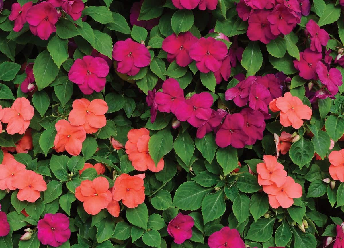 impatiens is a long-lasting outdoor flower