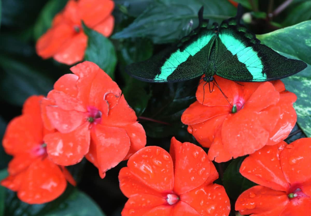 impatiens plants attract hummingbirds and butterflies