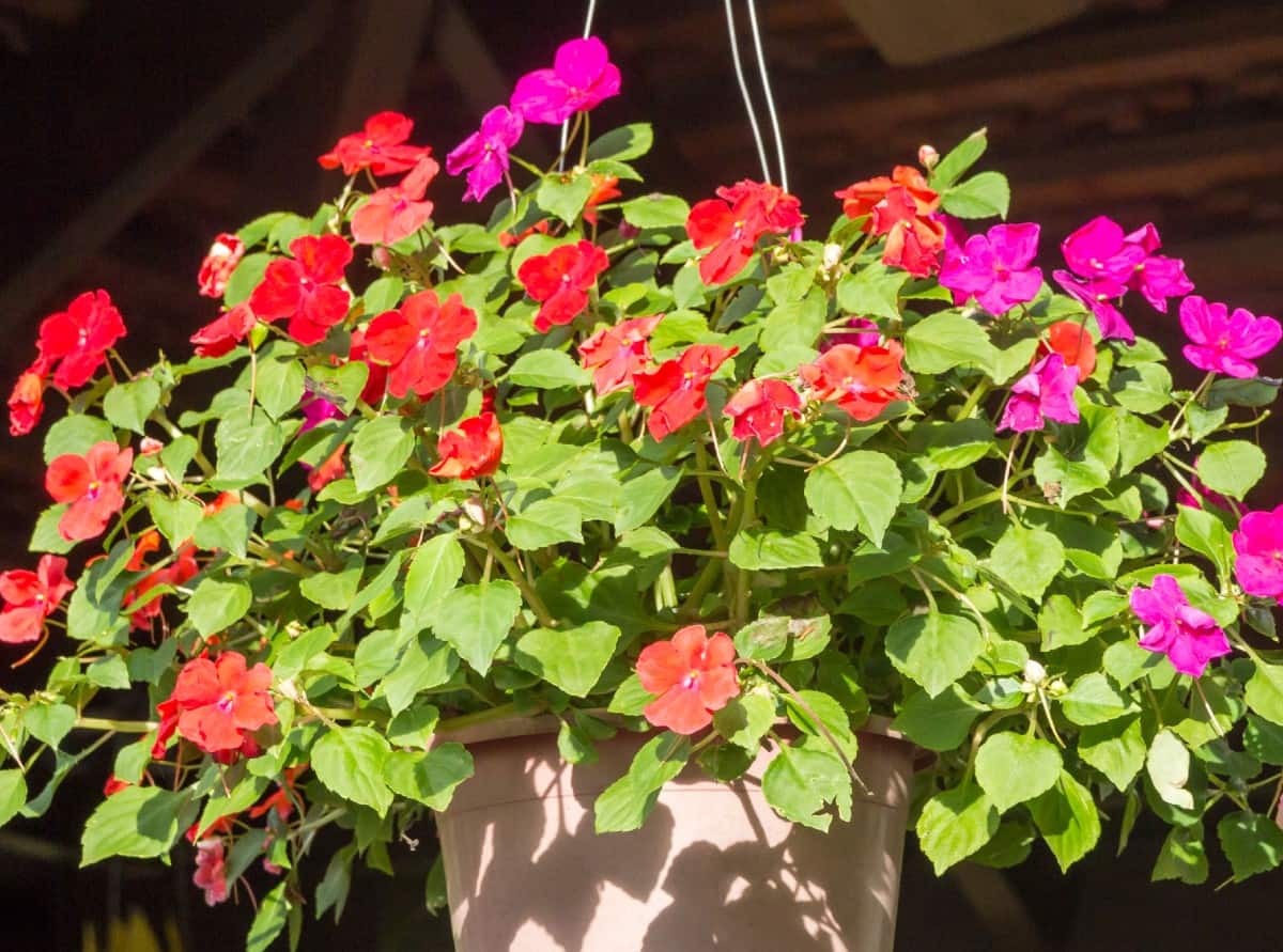 hang impatiens outside in the shade for the best blooms