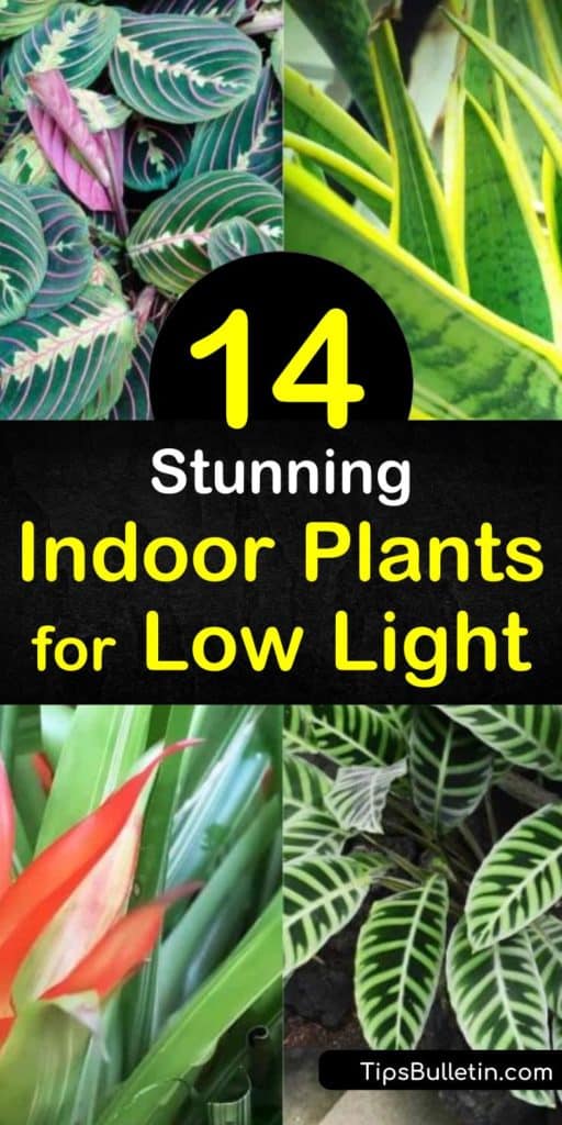 Discover which types of houseplants grow best in low-lighting. Place plants such as ivy, pothos, spider plant, and philodendron in north-facing windows. Keep low light houseplants out of direct sunlight to ensure they thrive. #lowlighthouseplants #lowlightindoorplants #lowlightplants