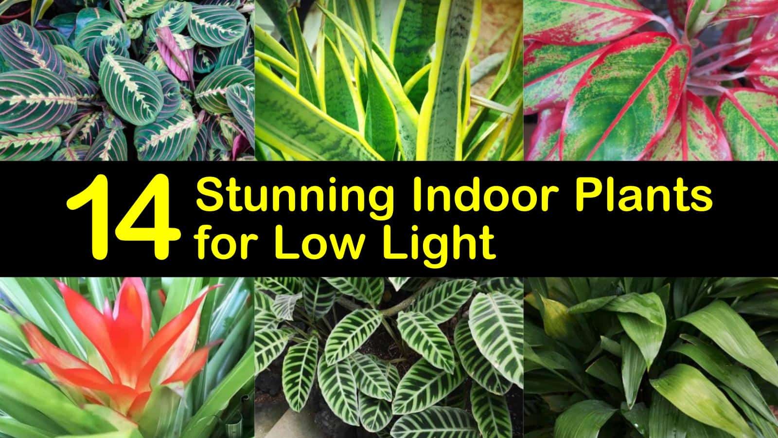 indoor plants for low light download free indoor plants for low light download free