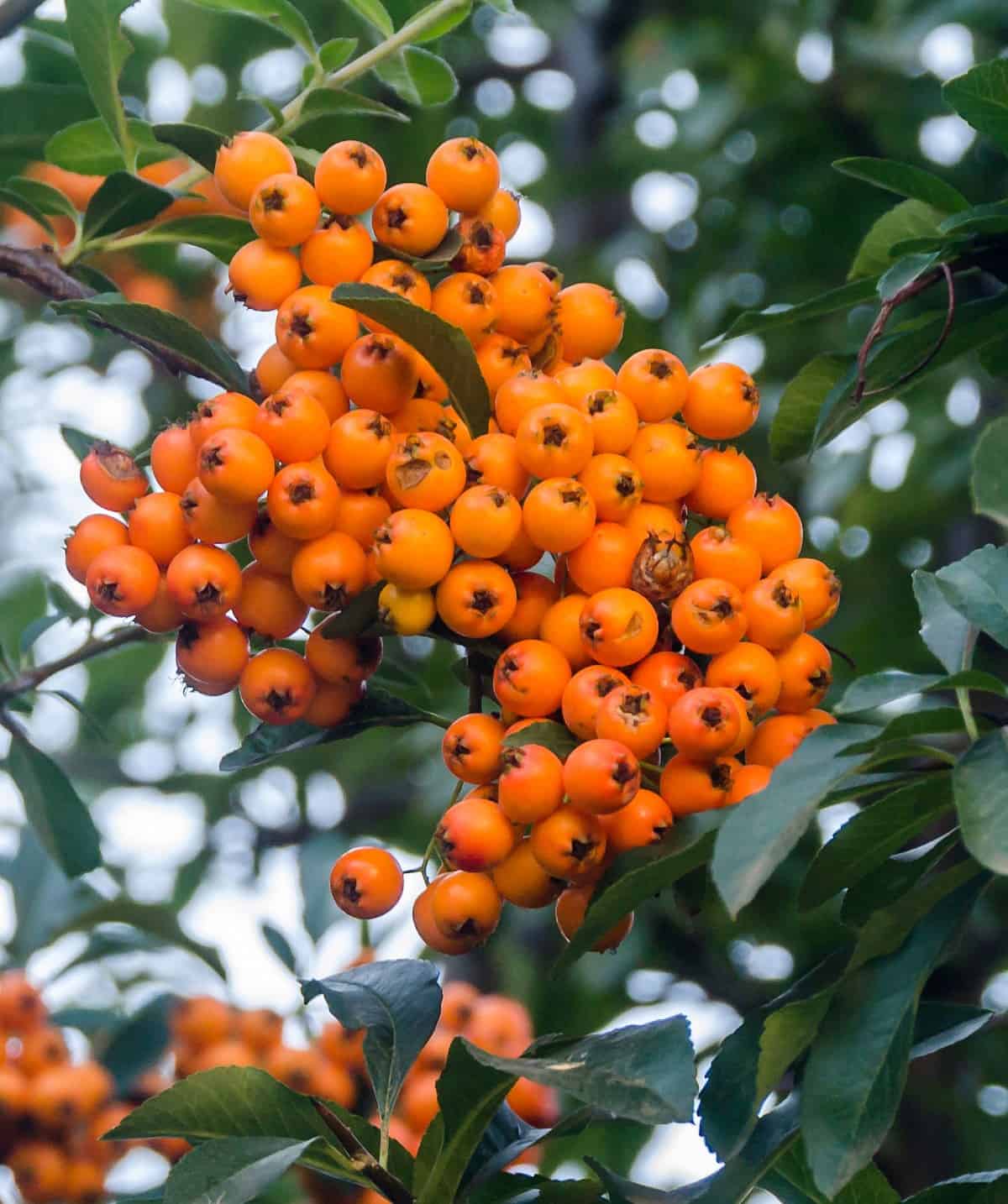 inkberry holly is a slow-growing evergreen