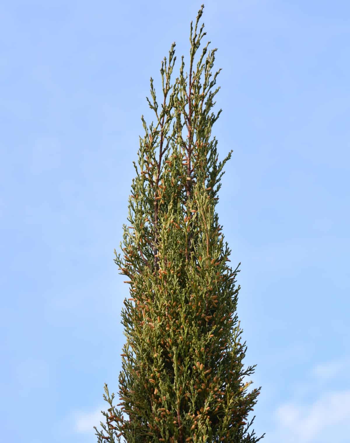 the tall Italian cypress makes a statement wherever you plant it