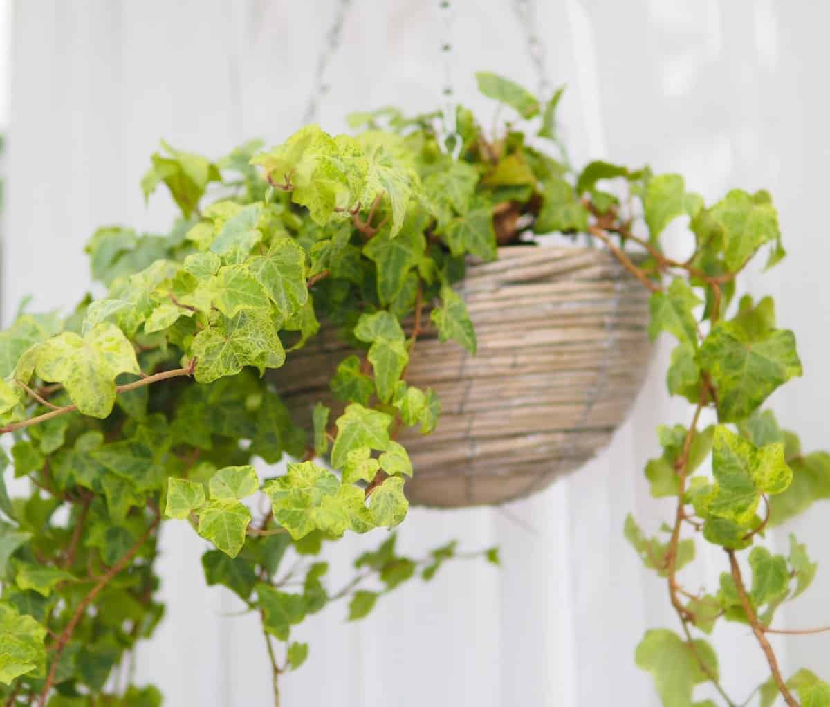 ivy is a great choice for an outdoor hanging plant