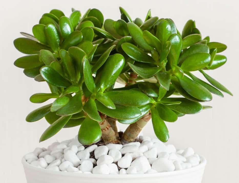 the jade plant is simple to grow and lasts for years