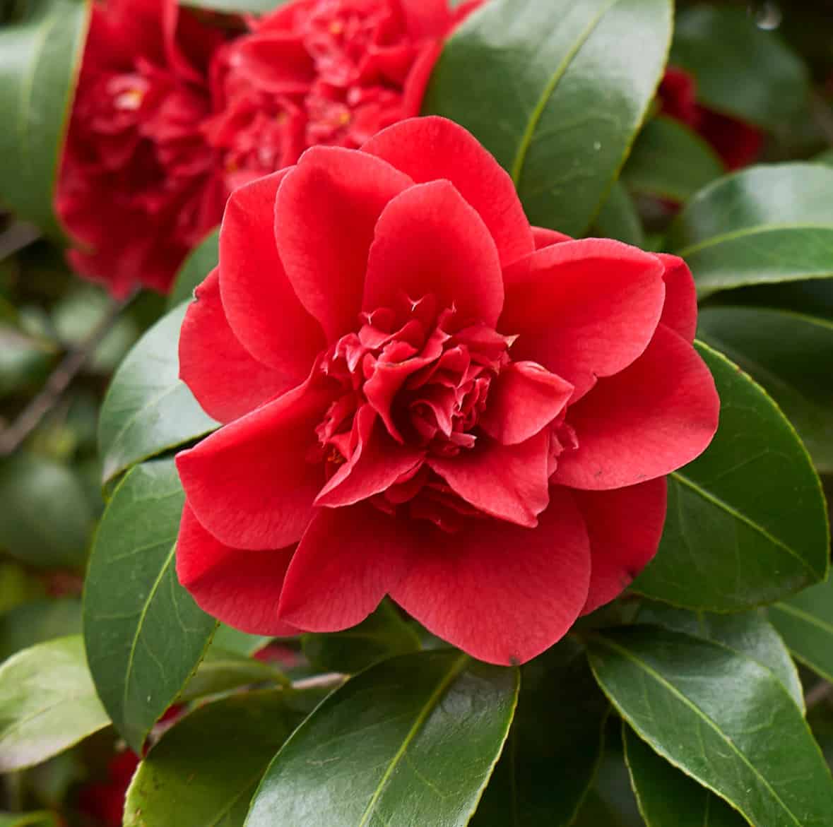 the Japanese camellia is an evergreen that comes in a variety of different color blooms