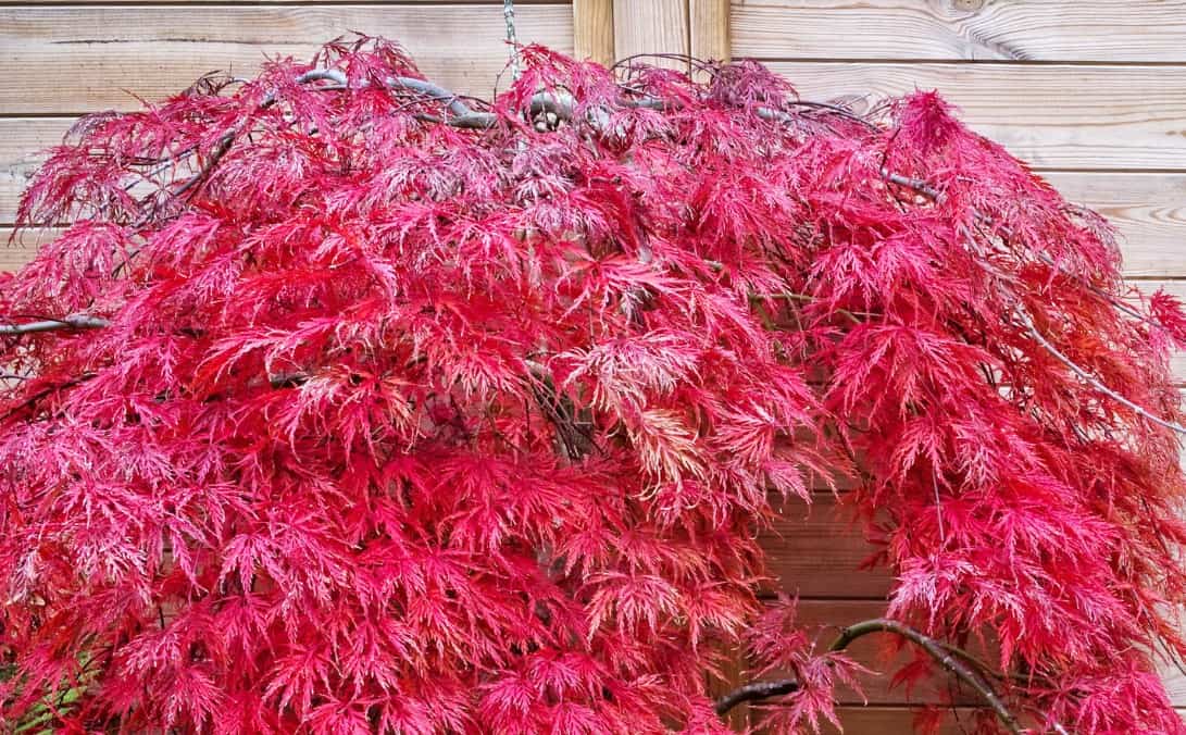 the Japanese maple has striking foliage