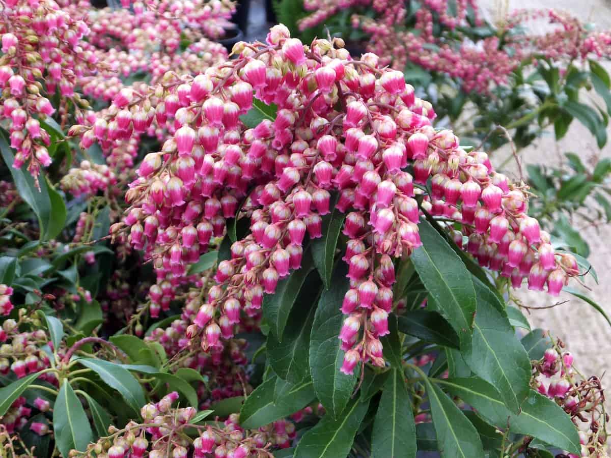 the Japanese pieris has gorgeous bell-shaped flowers