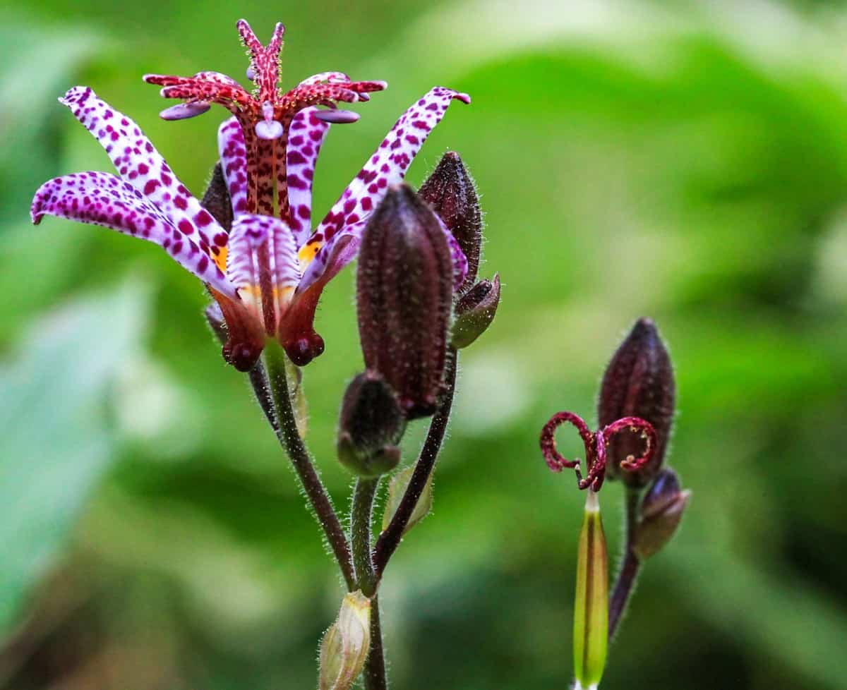 the Japanese toad lily is an exotic late-blooming flower
