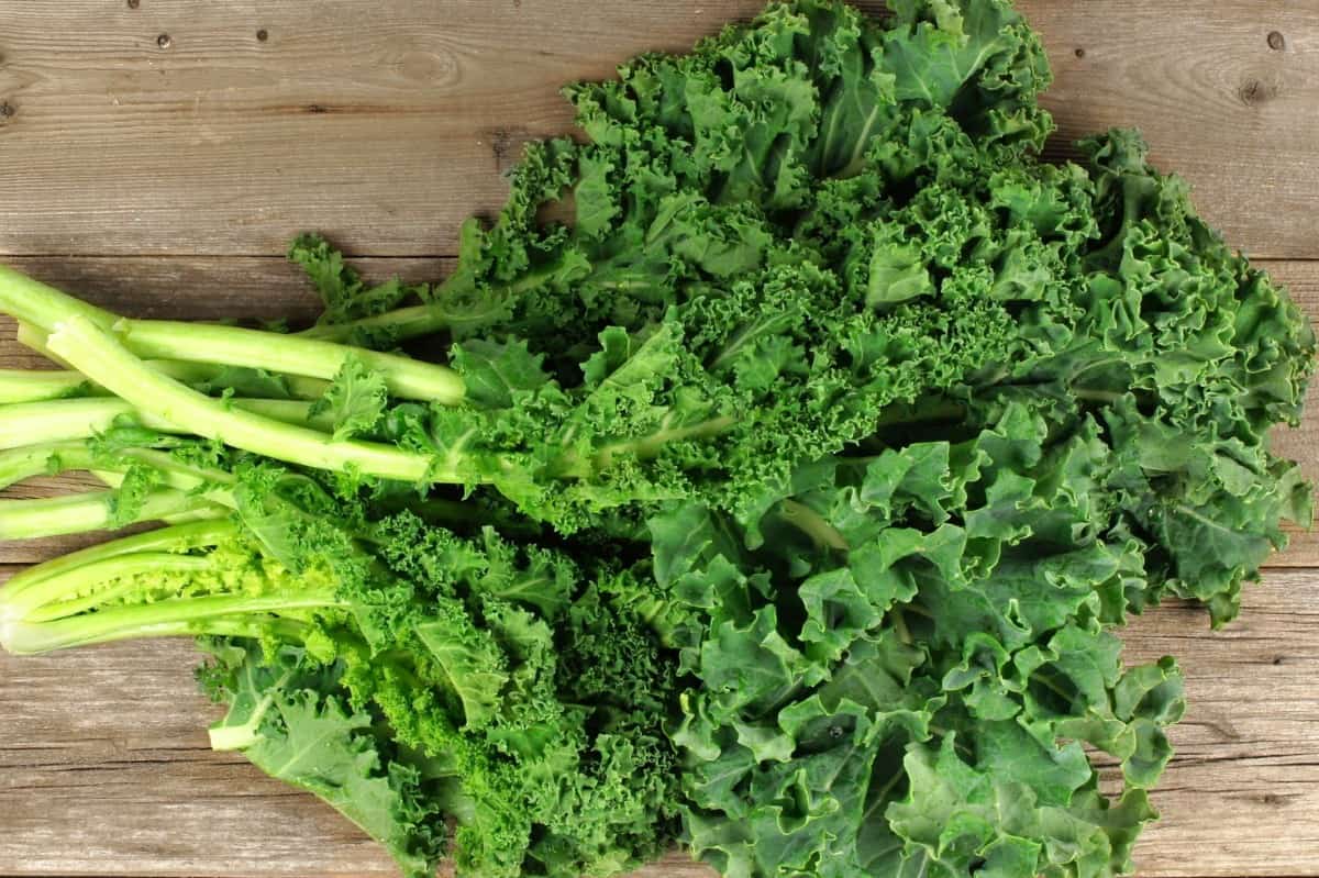 kale has seen an upsurge in popularity lately due to its nutritional benefits