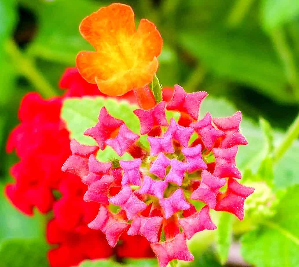 hummingbirds love lantana blooms