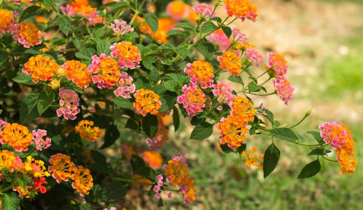 lantana are pretty flowers that are easy to grow