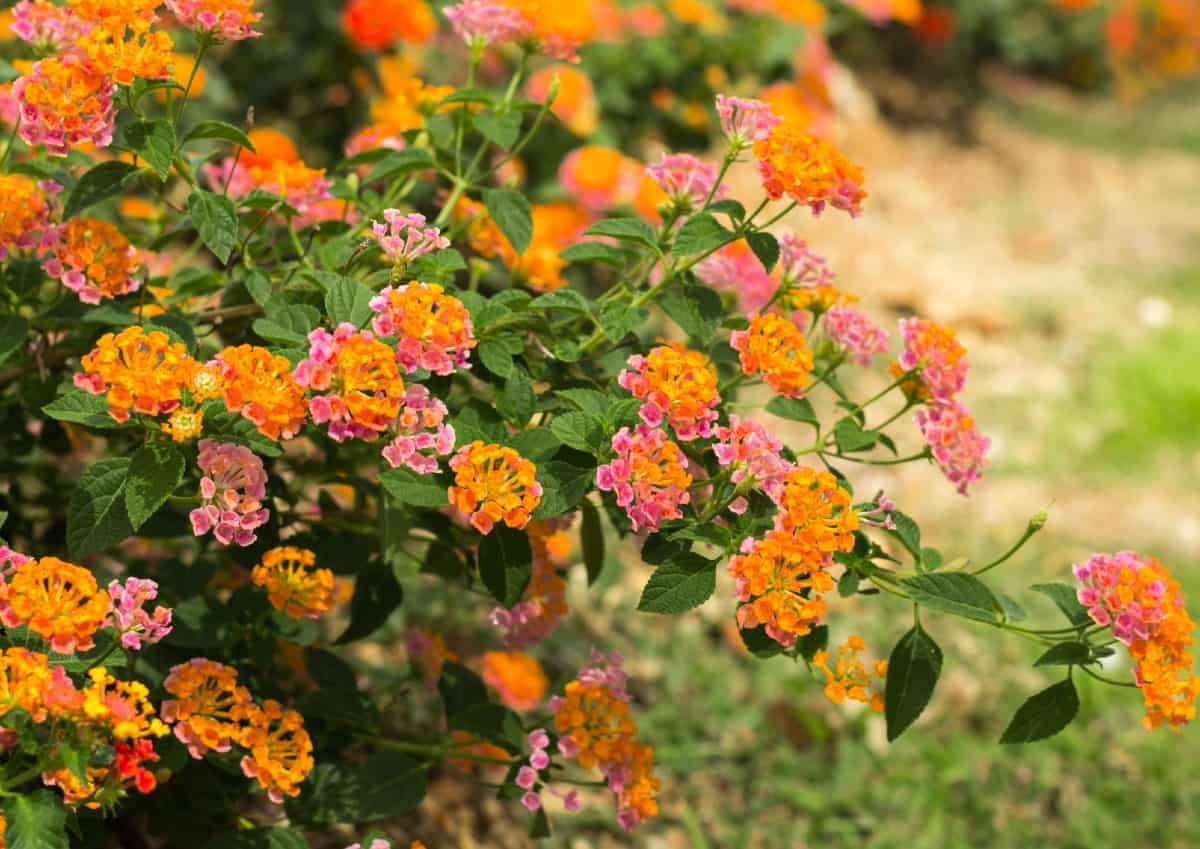 lantana is a beautiful ground cover with colorful flowers