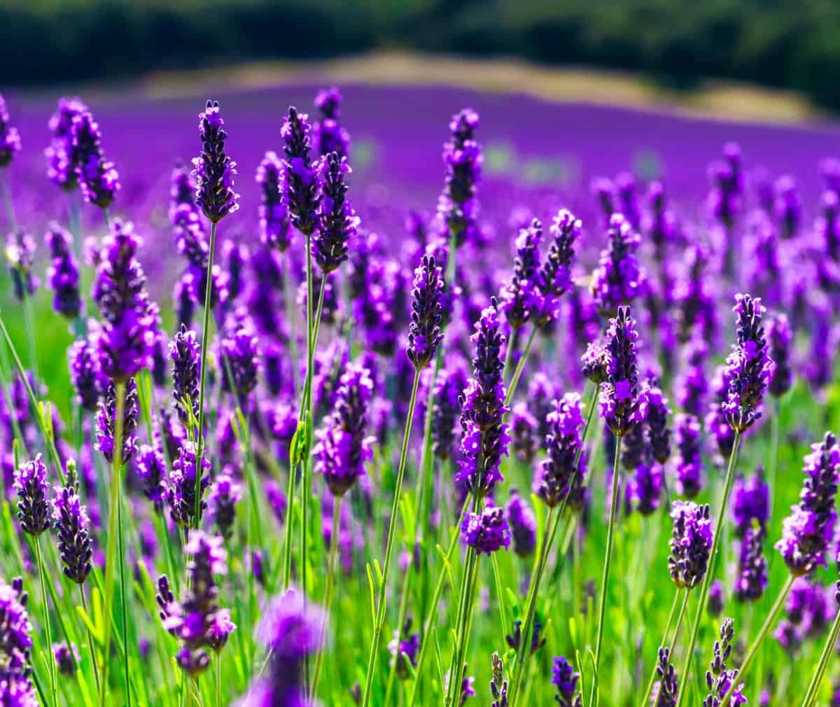 lavender is one of a gardener's favorite plants