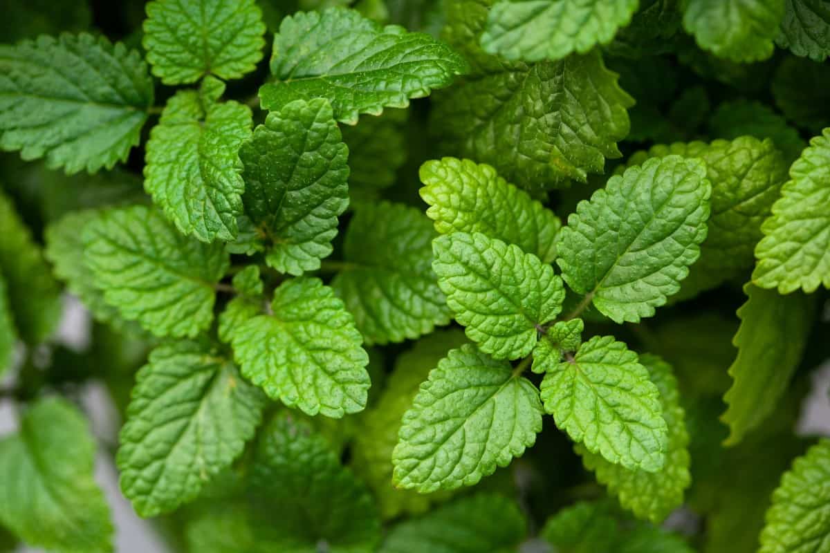 lemon balm is popular for its aromatherapy oil and tasty leaves