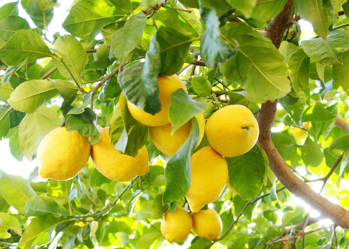 lemon trees can even be grown indoors as a houseplant as long as they get enough sun