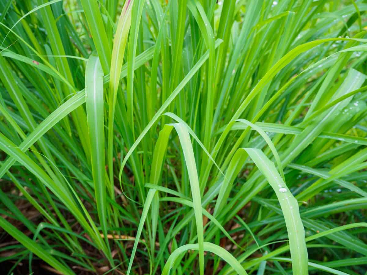 lemongrass adds a delicious scent to the yard