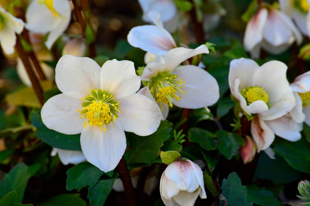 the lenten rose is also called hellebore and is a great shade plant