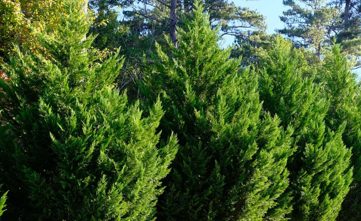 the Leyland cypress is a conifer that grows about three feet a year